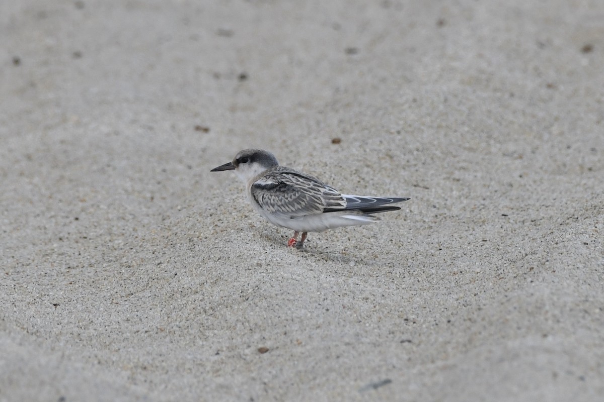 Least Tern - ML640210944