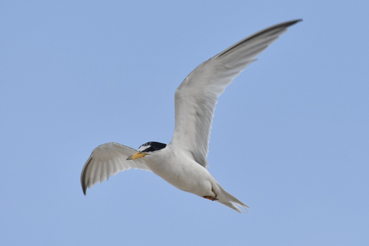 Least Tern - ML640210946