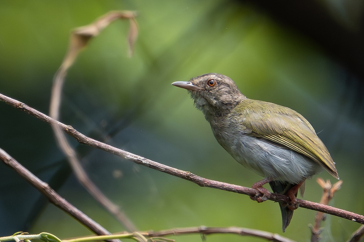 Green Crombec - Ross Bartholomew