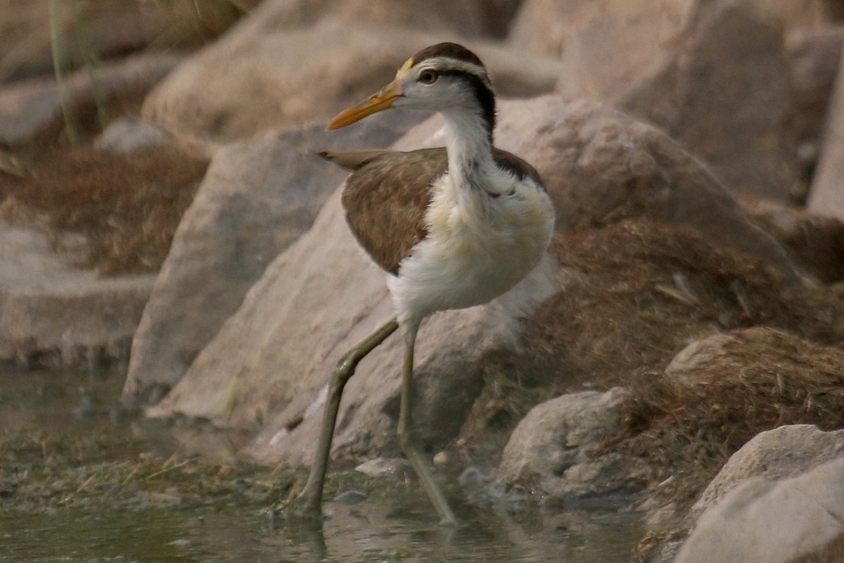 Northern Jacana - ML640210960
