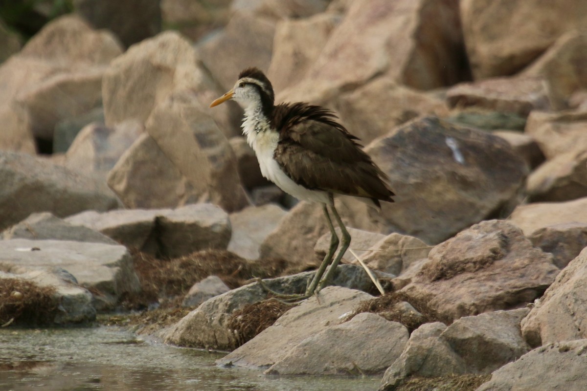 Northern Jacana - ML640210963
