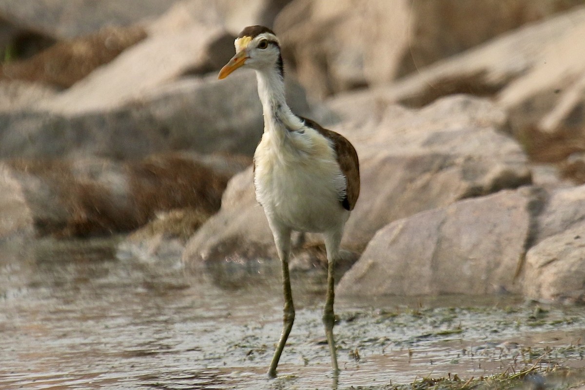 Northern Jacana - ML640210964