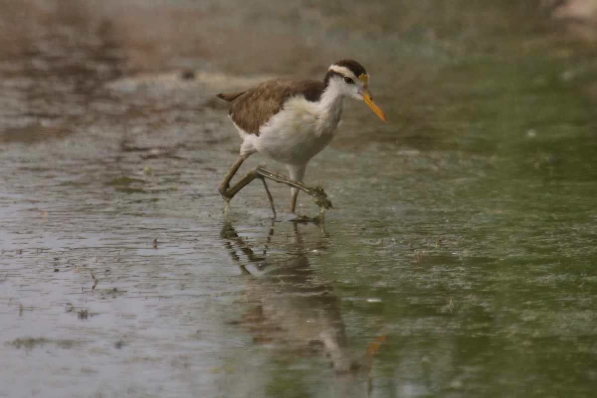 Northern Jacana - ML640210966