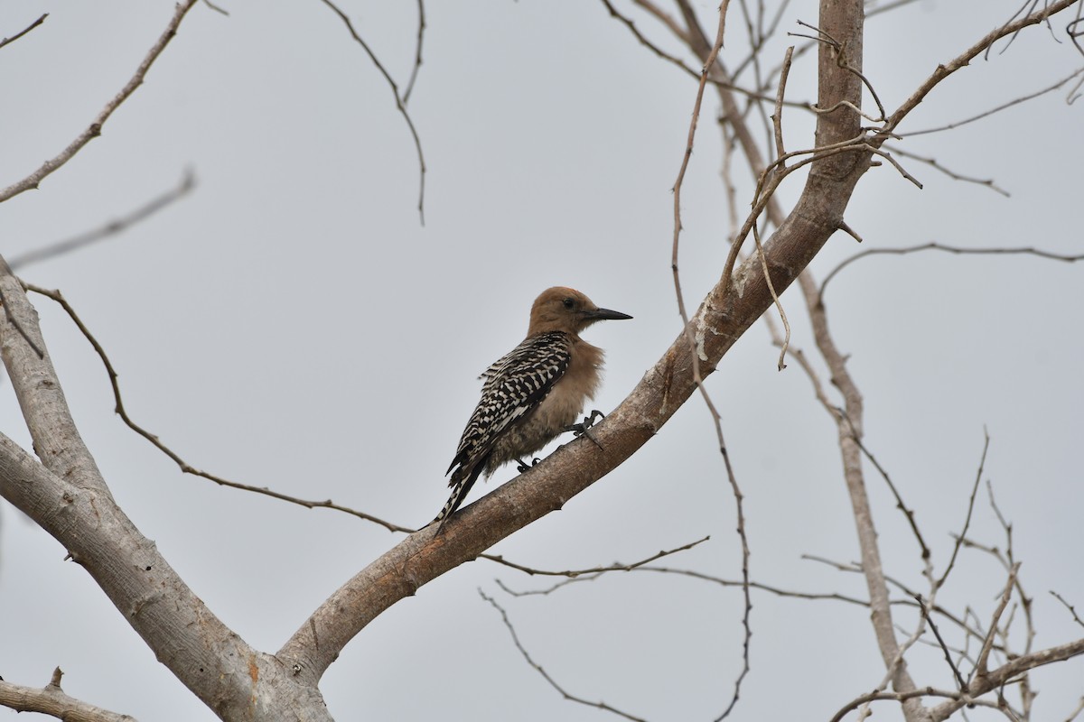 Gila Woodpecker - ML640210977