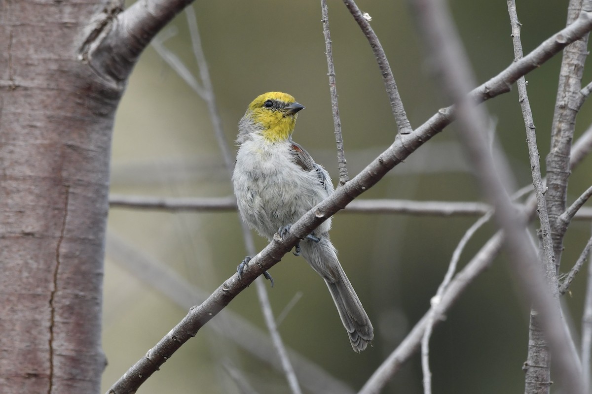 Verdin - ML640210984