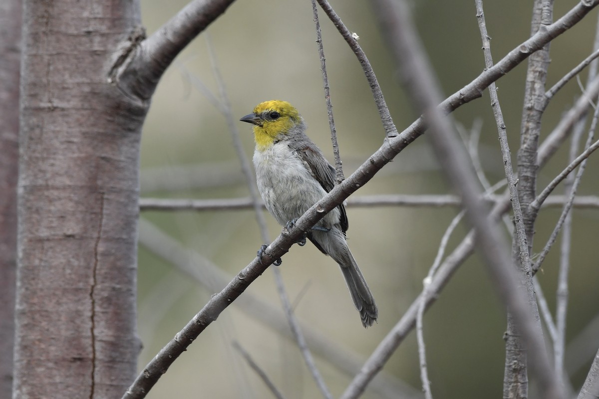 Verdin - ML640210985