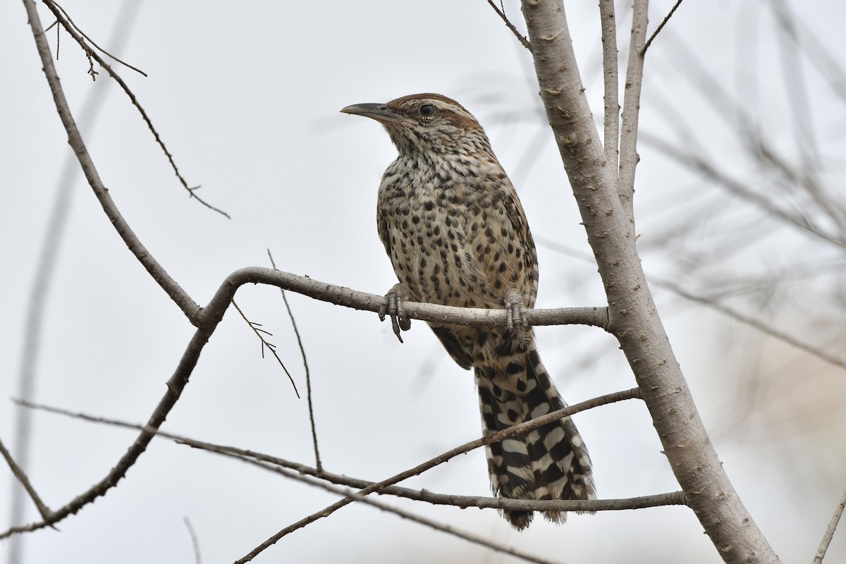 Cactus Wren (affinis Group) - ML640210999