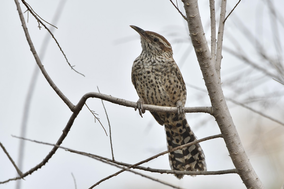 Cactus Wren (affinis Group) - ML640211000