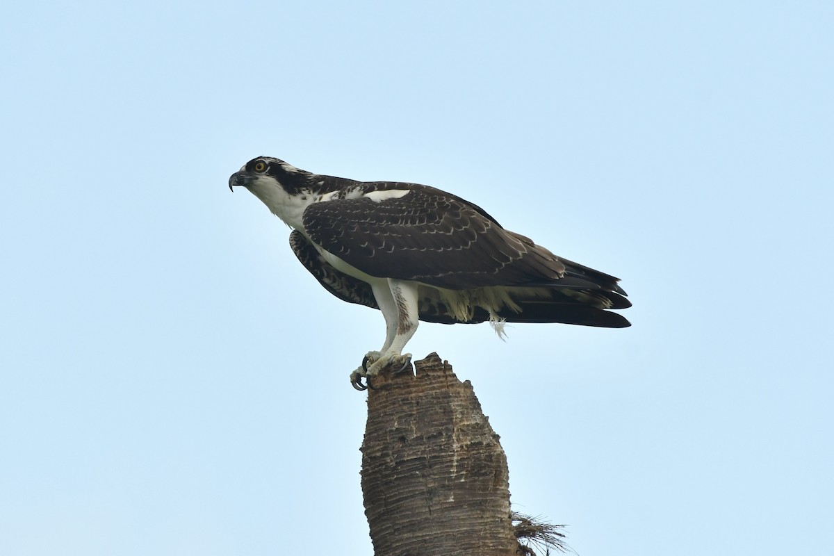 Osprey (American) - ML640211052