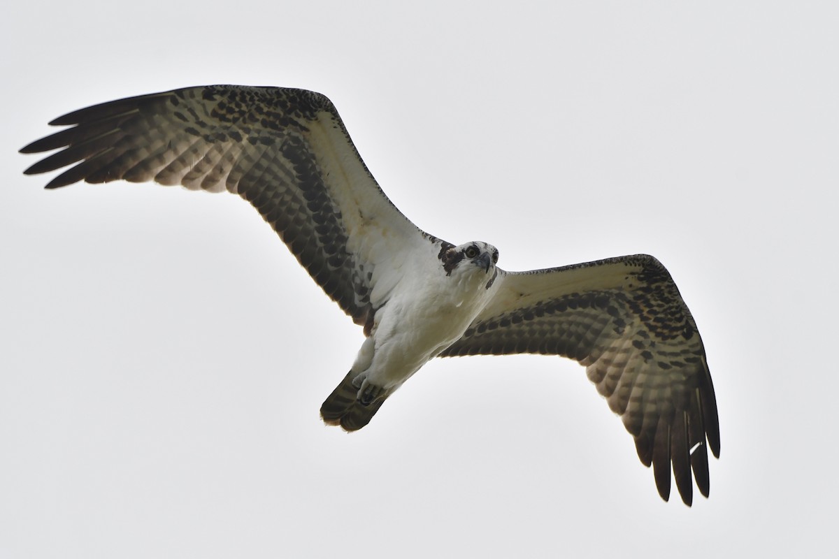 Osprey (American) - ML640211053
