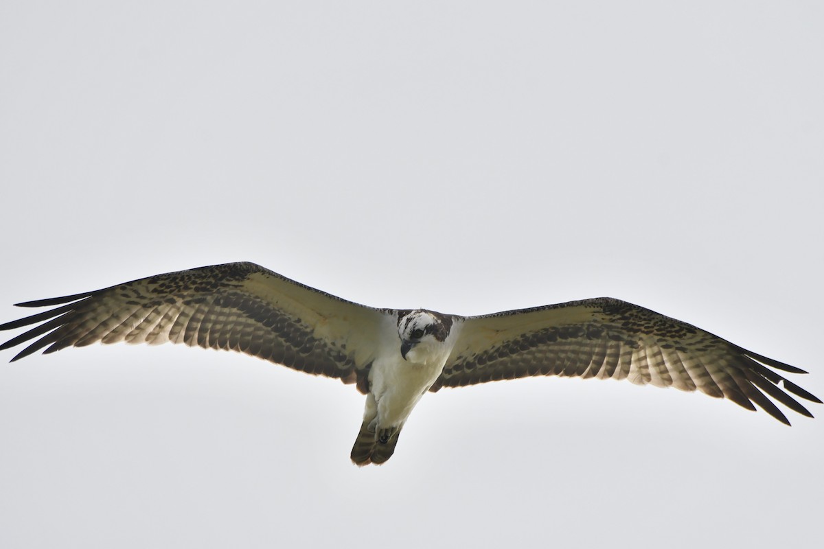 Osprey (American) - ML640211055
