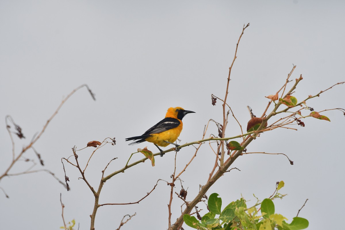 Hooded Oriole - ML640211067