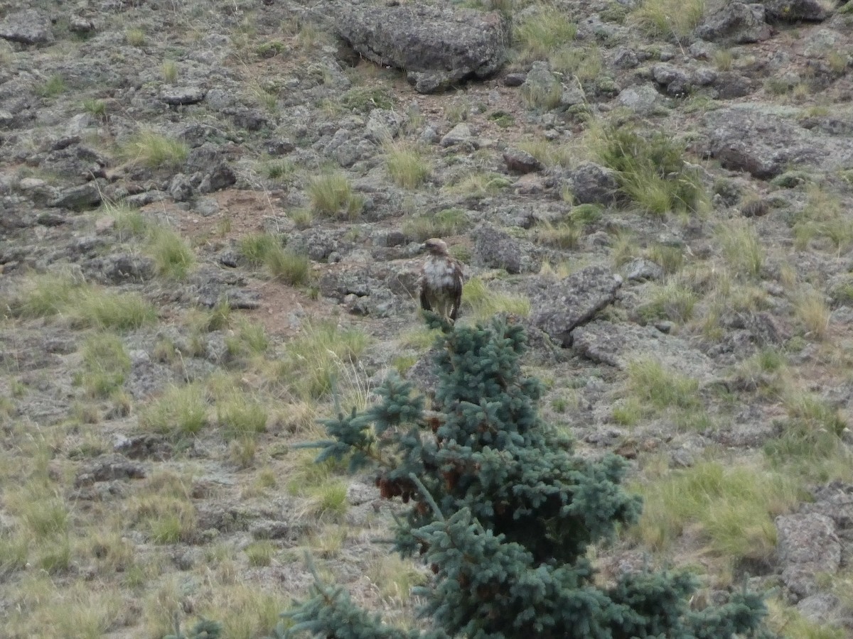 Red-tailed Hawk - ML640211068