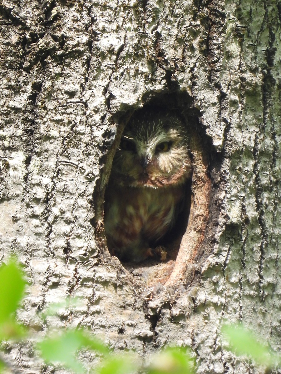 Northern Saw-whet Owl - ML640211113