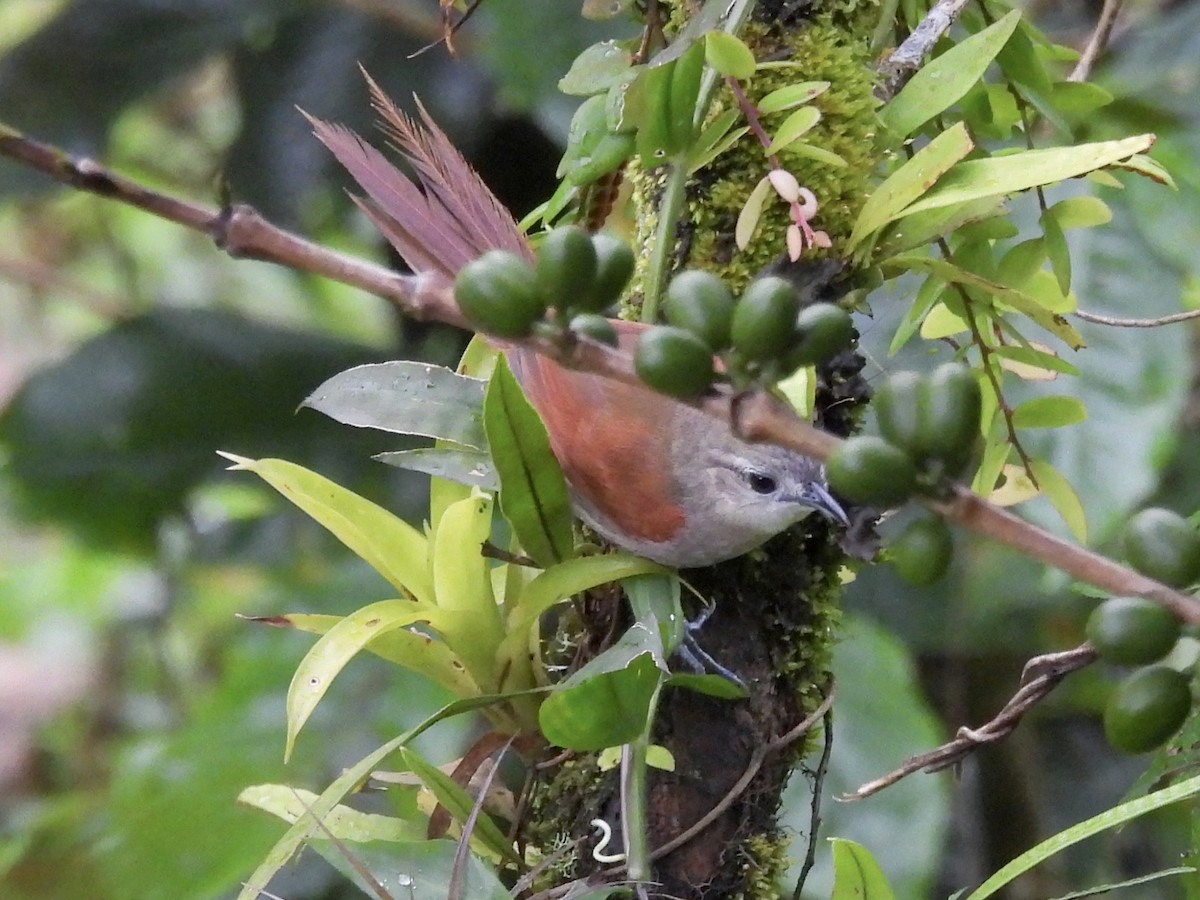 Plain-crowned Spinetail - ML640211136