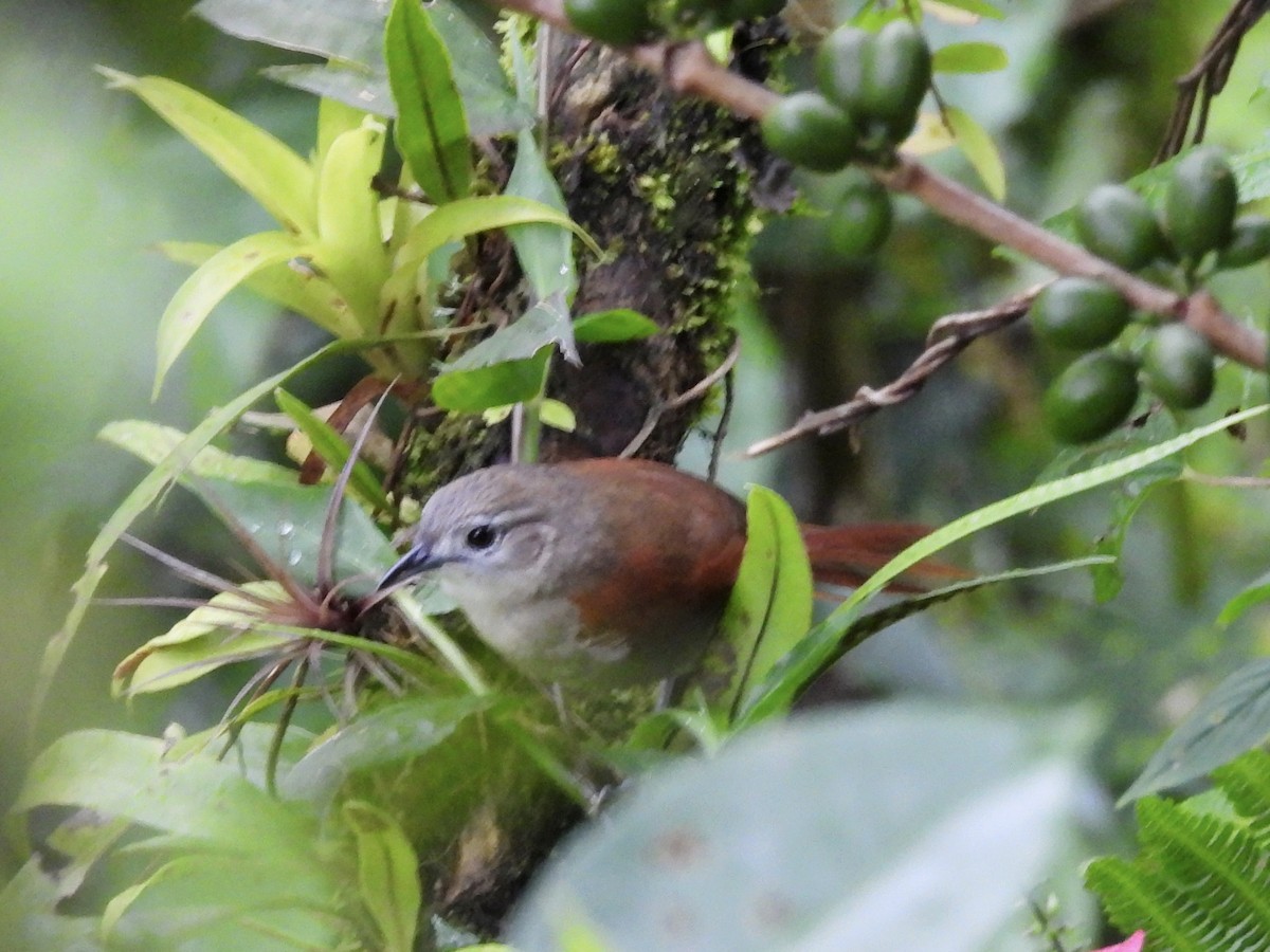 Plain-crowned Spinetail - ML640211137
