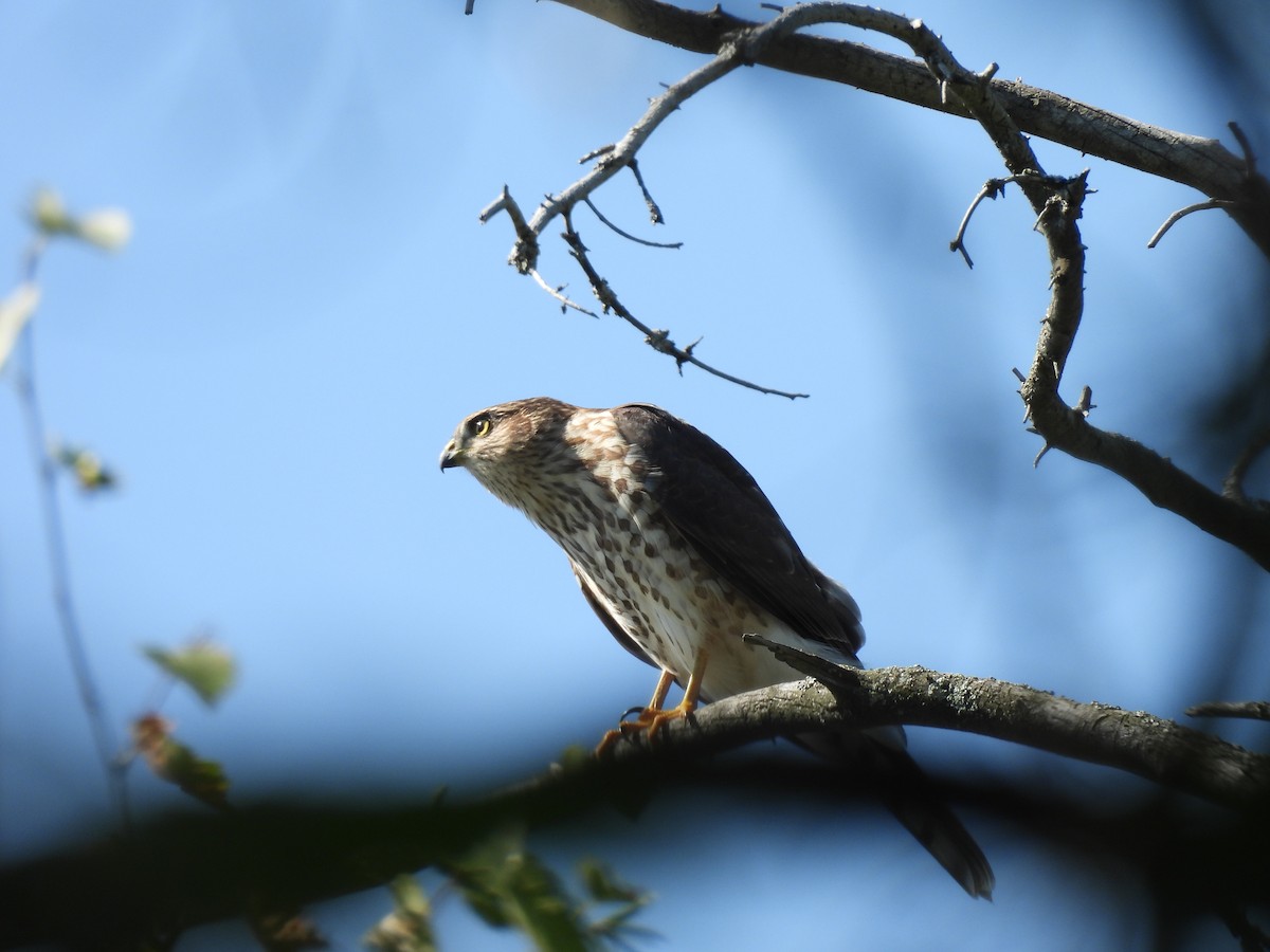 Sharp-shinned Hawk - ML640211168