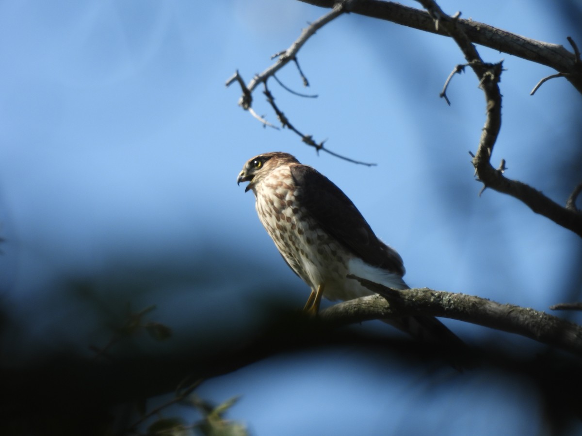 Sharp-shinned Hawk - ML640211200