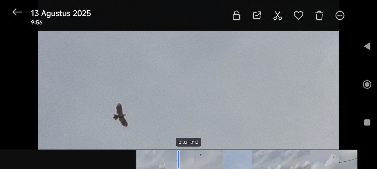 Oriental Honey-buzzard - ML640211292