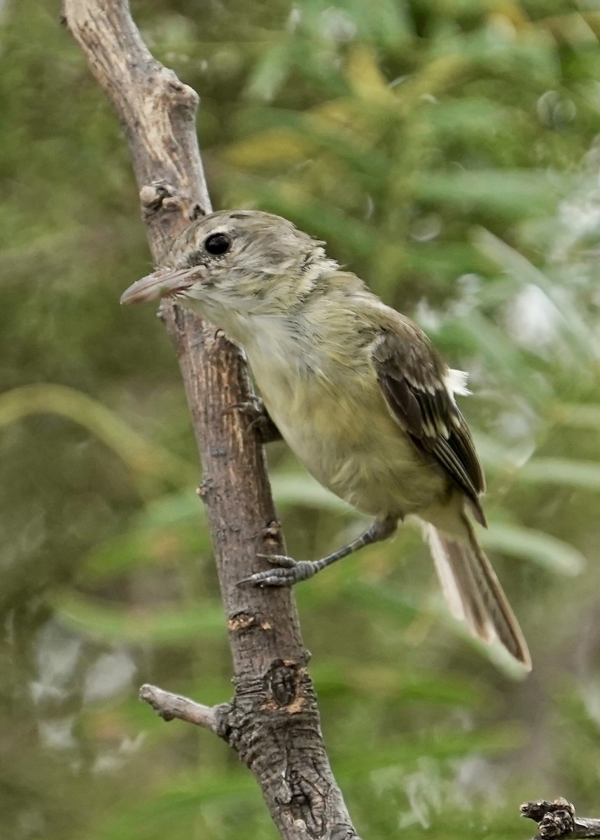 Bell's Vireo - ML640211294