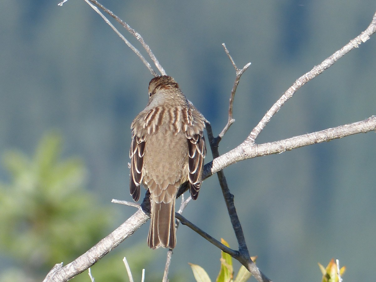 White-crowned Sparrow - ML640211299