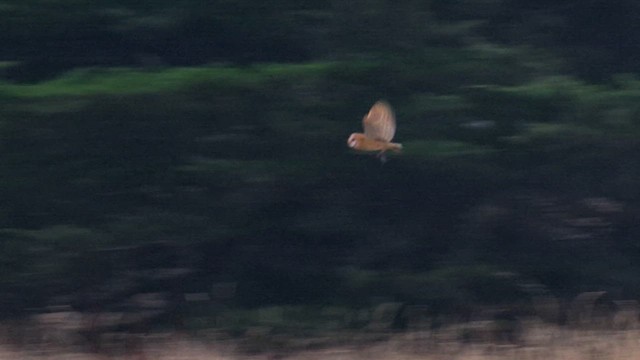 American Barn Owl - ML640211306