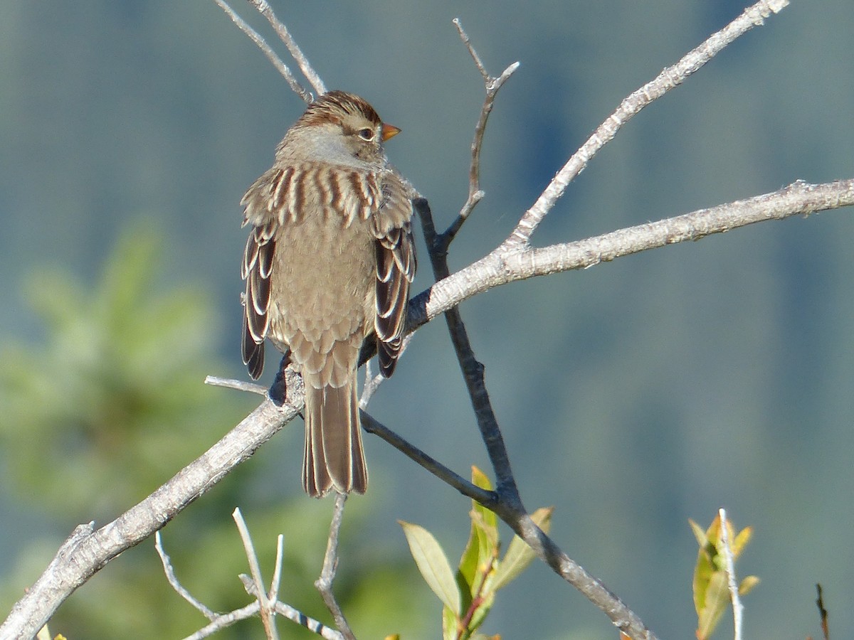 White-crowned Sparrow - ML640211309