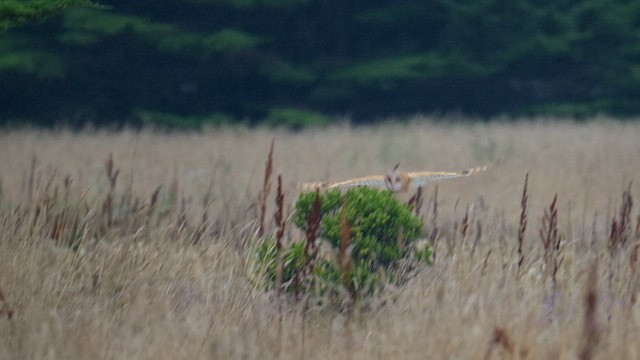 American Barn Owl - ML640211310