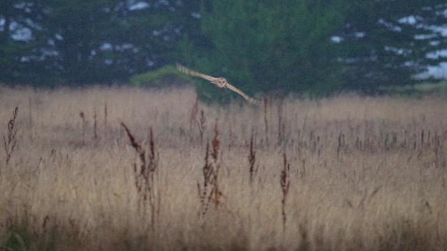 American Barn Owl - ML640211316