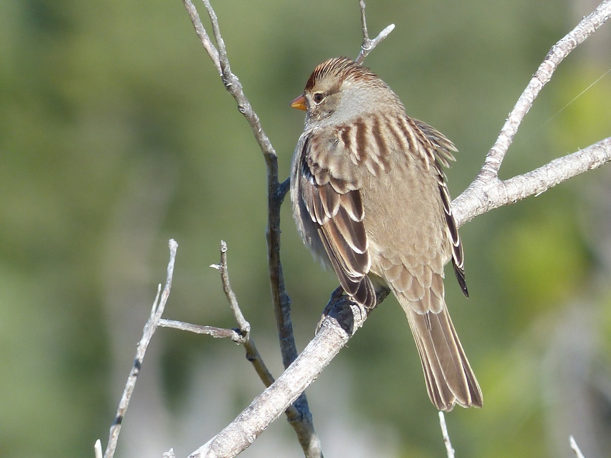 White-crowned Sparrow - ML640211319