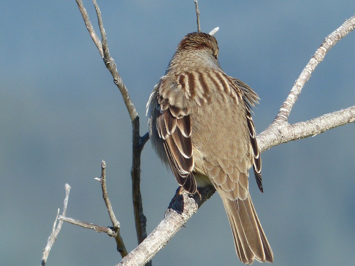 White-crowned Sparrow - ML640211327