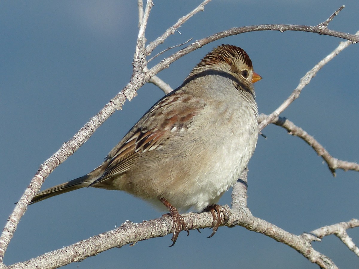 White-crowned Sparrow - ML640211333
