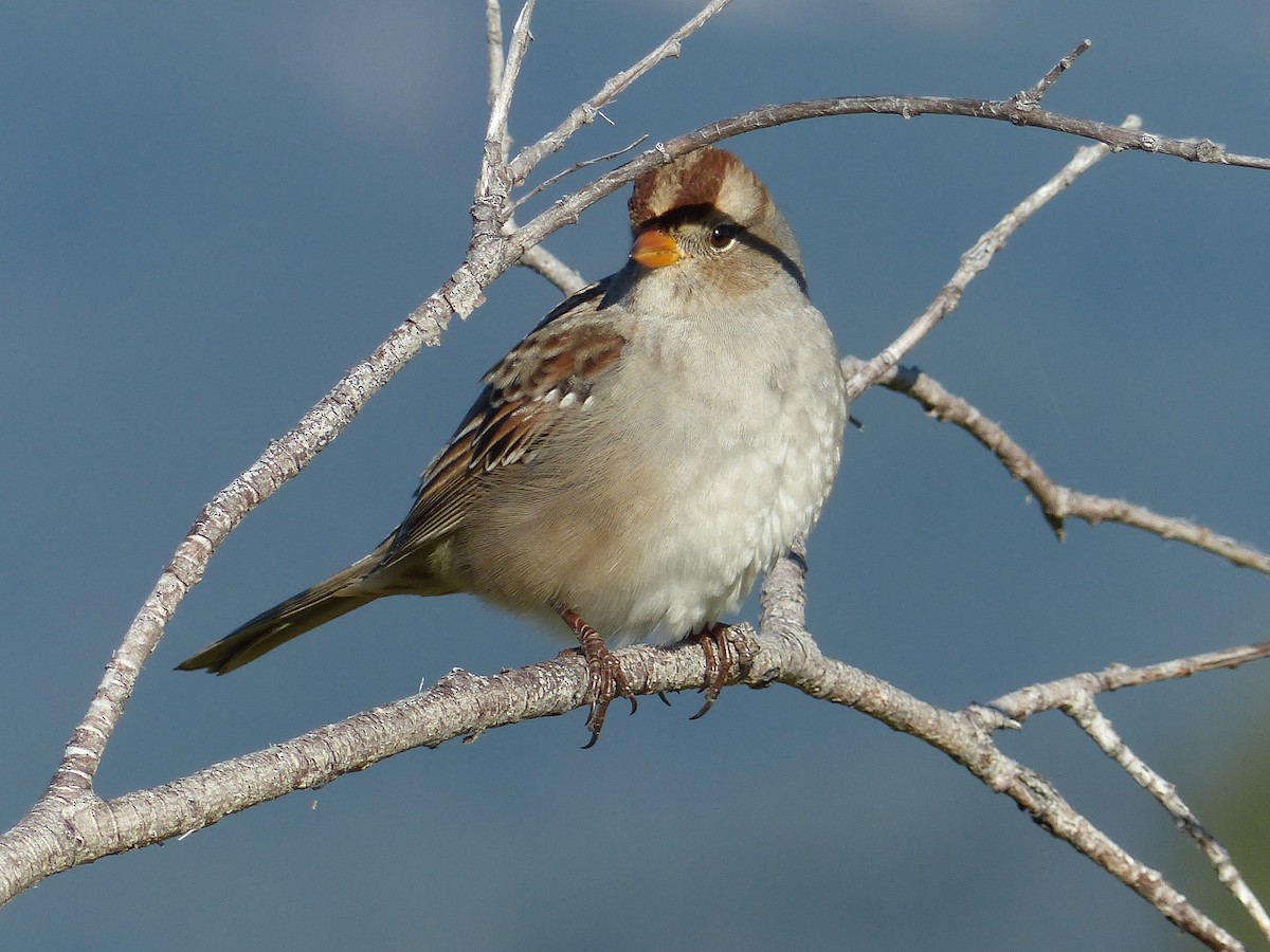 White-crowned Sparrow - ML640211335