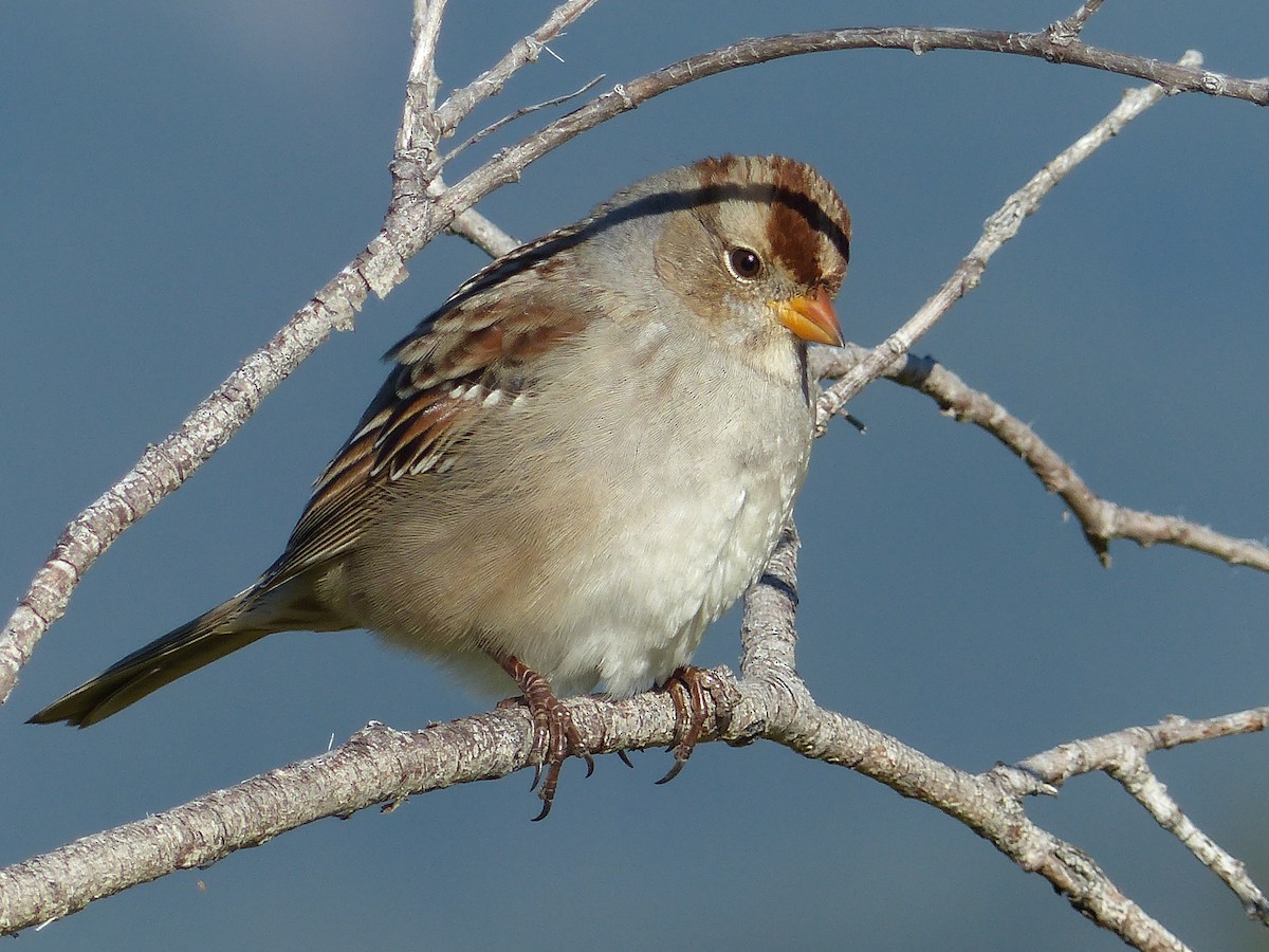 White-crowned Sparrow - ML640211339
