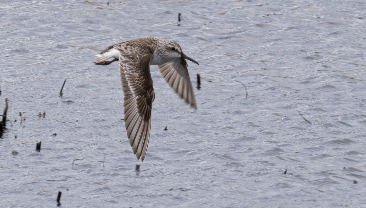 Broad-billed Sandpiper - ML640211354