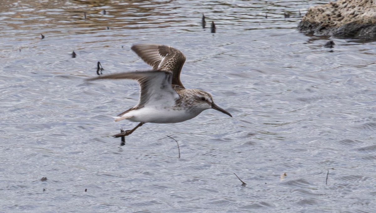 Broad-billed Sandpiper - ML640211355