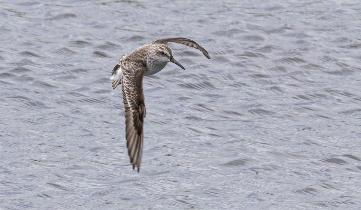 Broad-billed Sandpiper - ML640211357