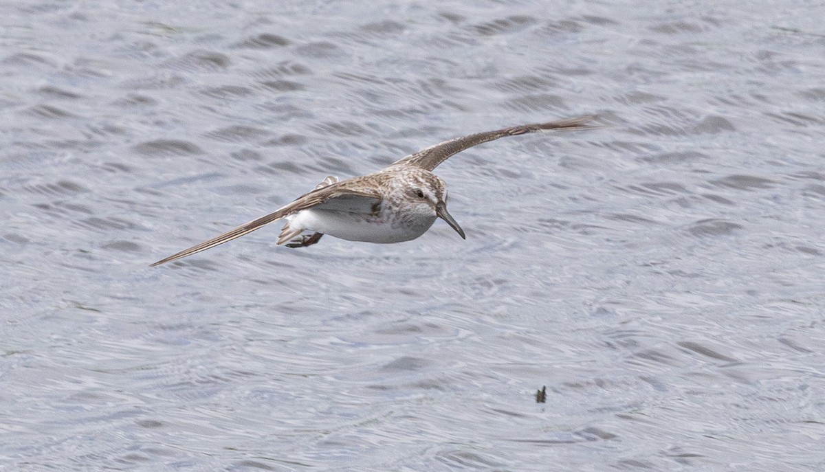 Broad-billed Sandpiper - ML640211358