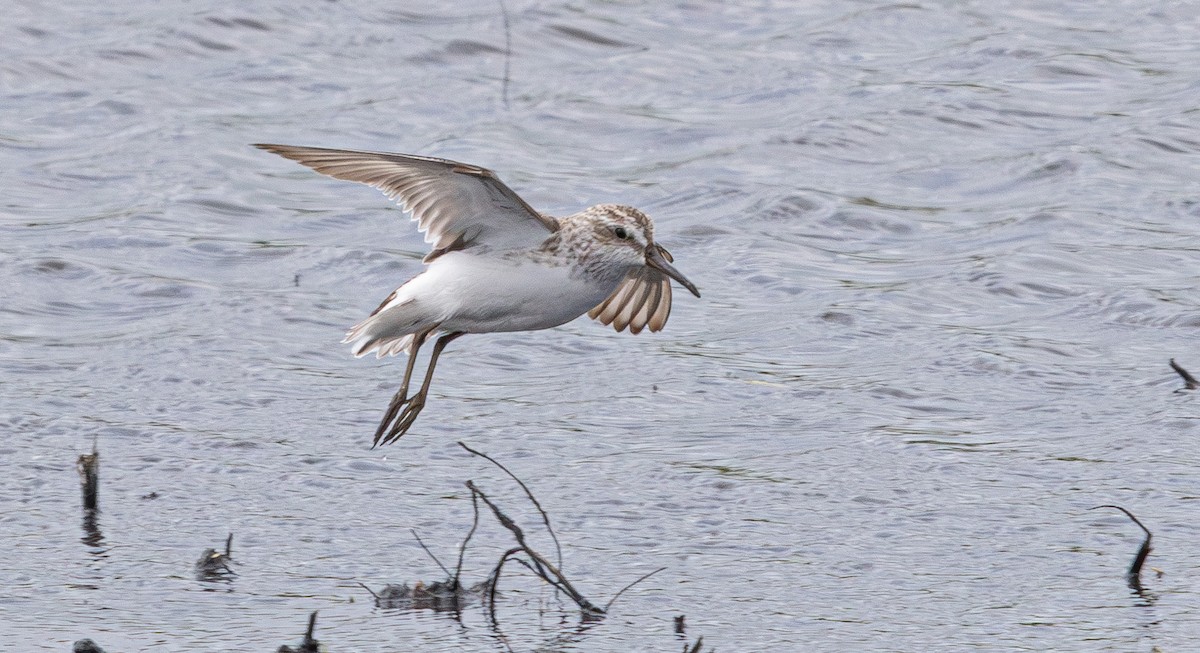 Broad-billed Sandpiper - ML640211360