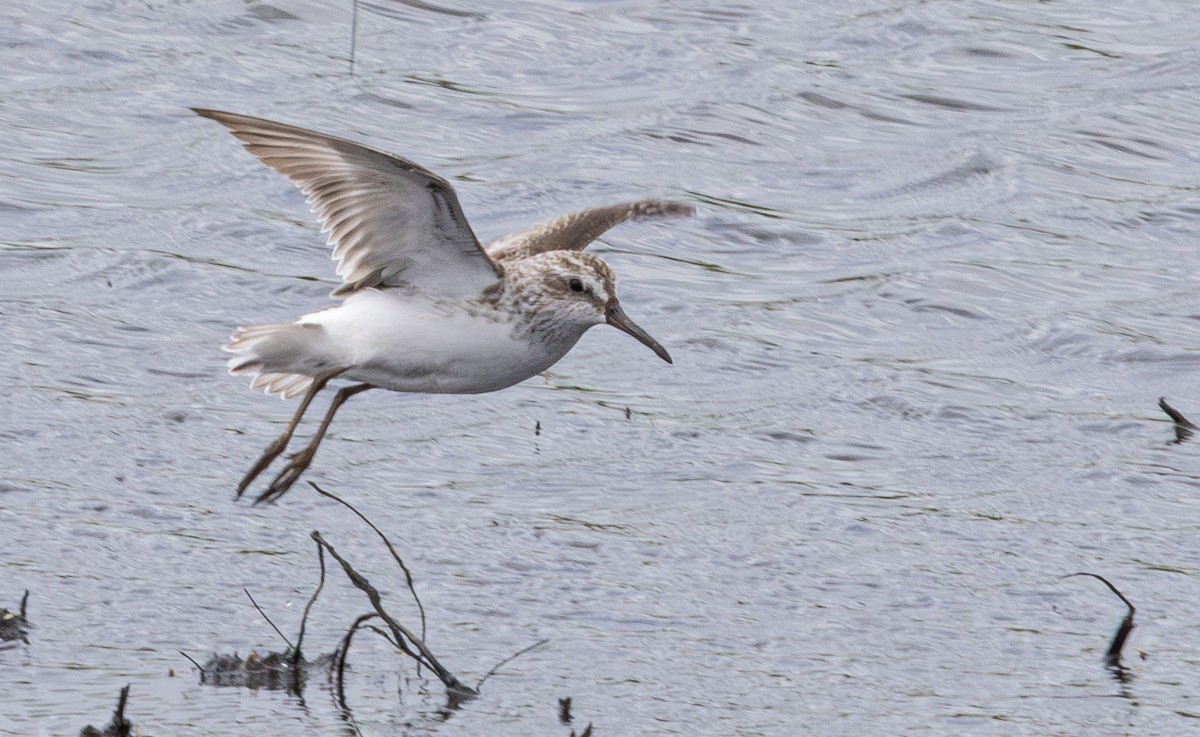 Broad-billed Sandpiper - ML640211361