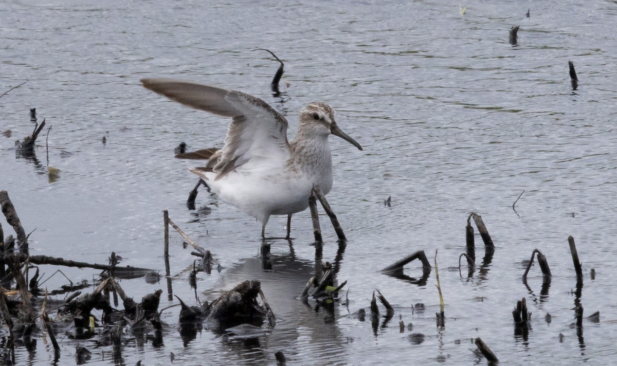 Broad-billed Sandpiper - ML640211362