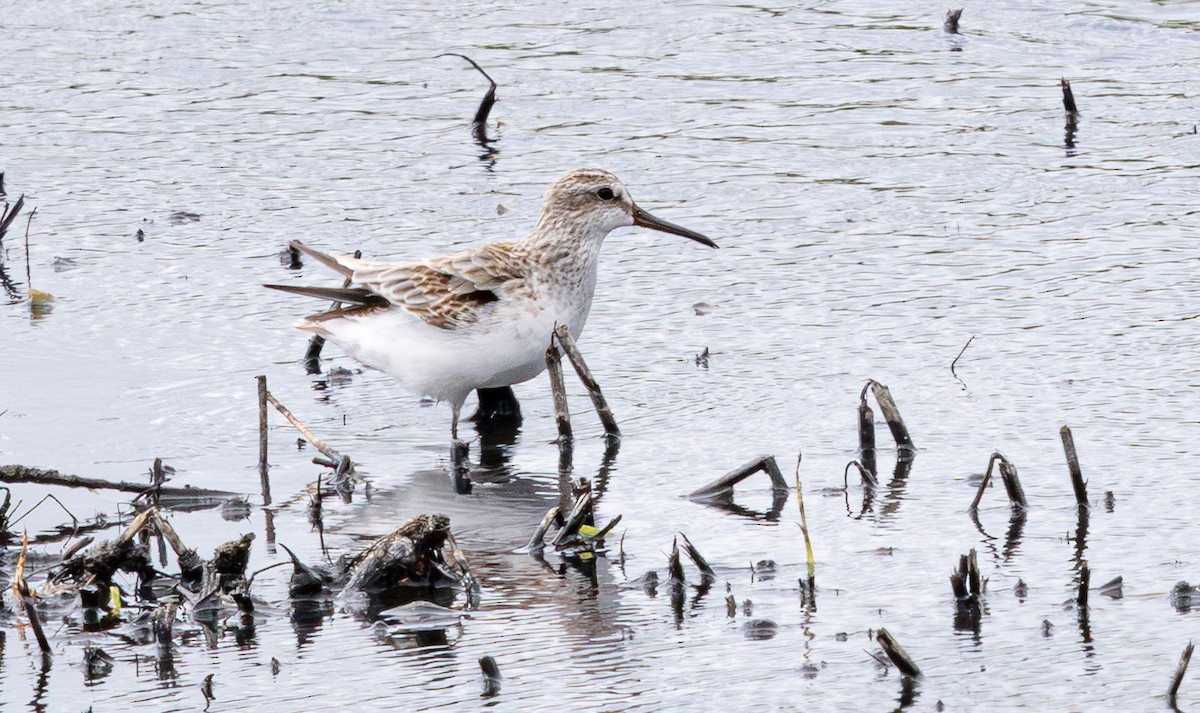 Broad-billed Sandpiper - ML640211363