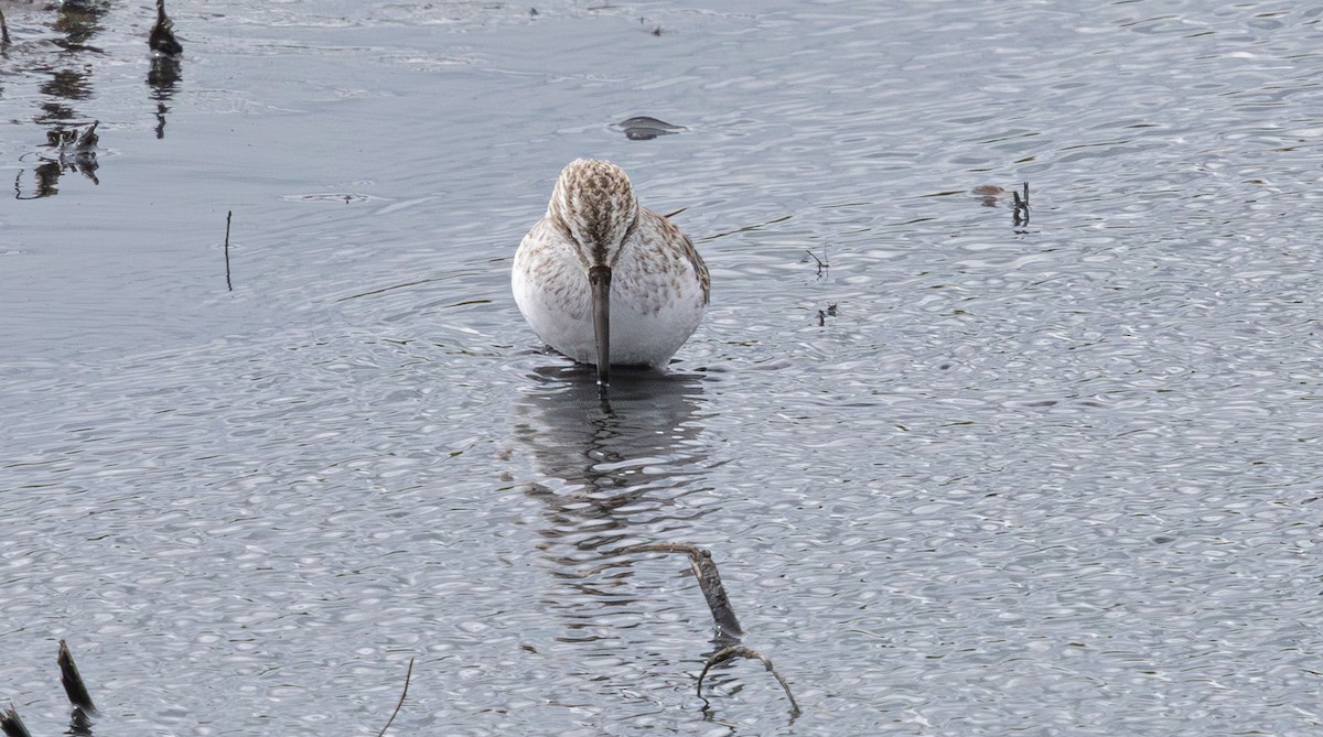 Broad-billed Sandpiper - ML640211364