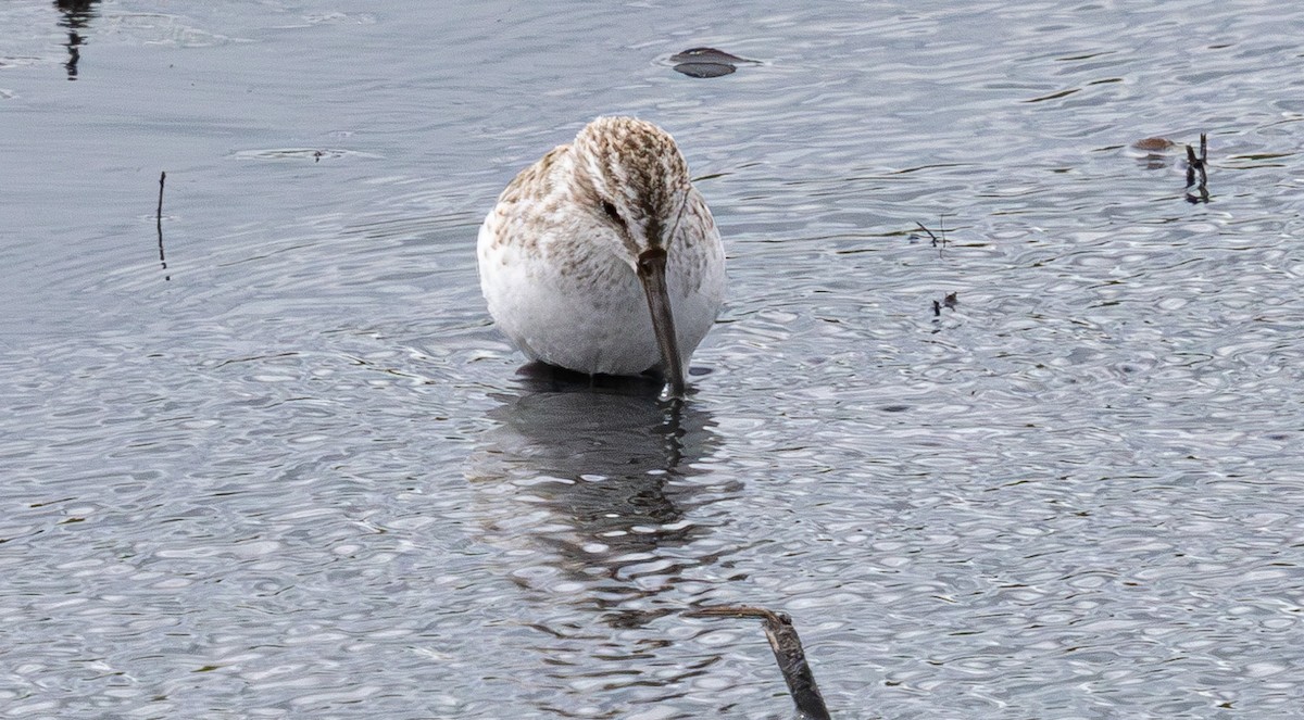 Broad-billed Sandpiper - ML640211365