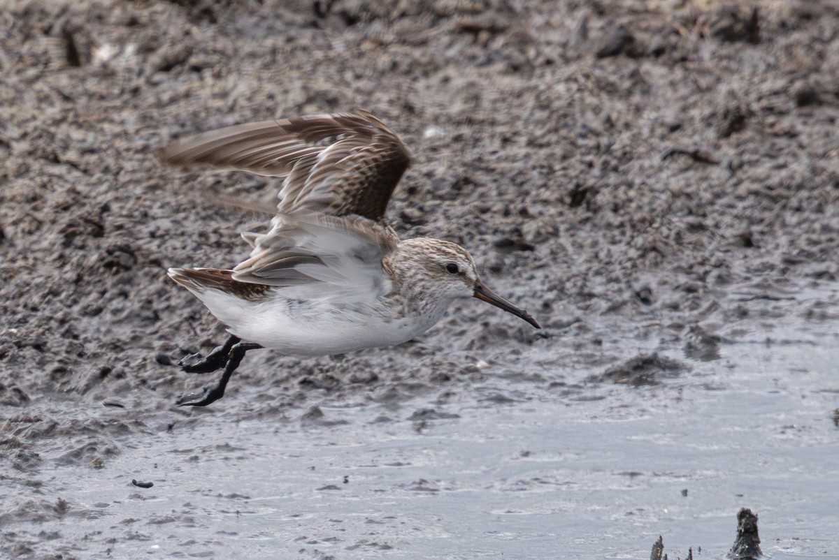 Broad-billed Sandpiper - ML640211366