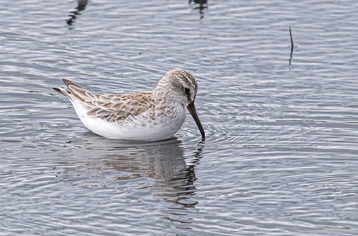 Broad-billed Sandpiper - ML640211368