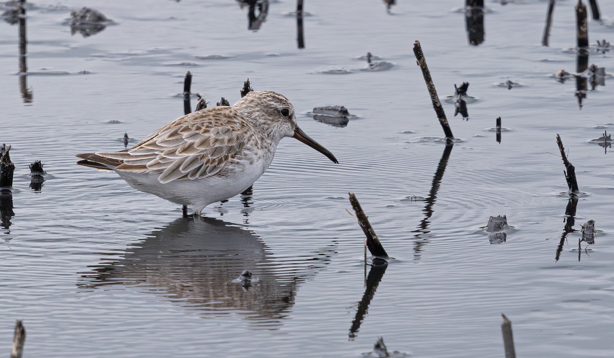 Broad-billed Sandpiper - ML640211369
