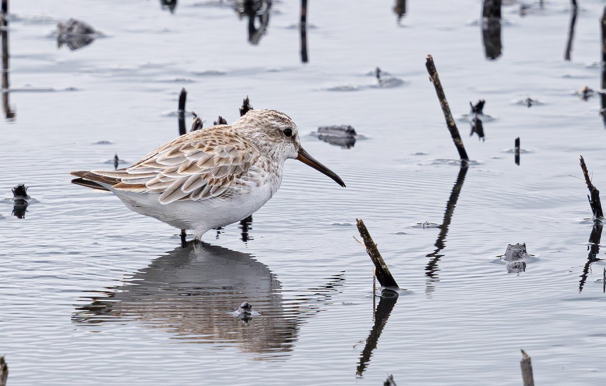 Broad-billed Sandpiper - ML640211370