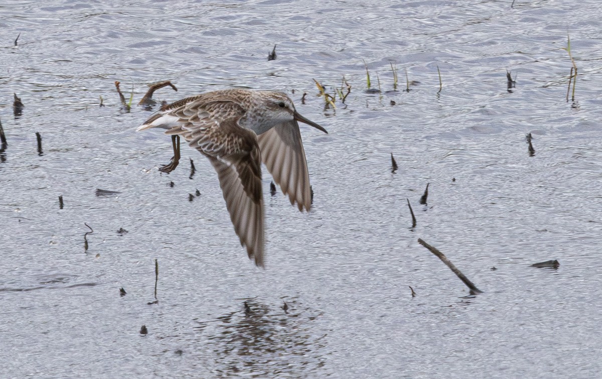 Broad-billed Sandpiper - ML640211371