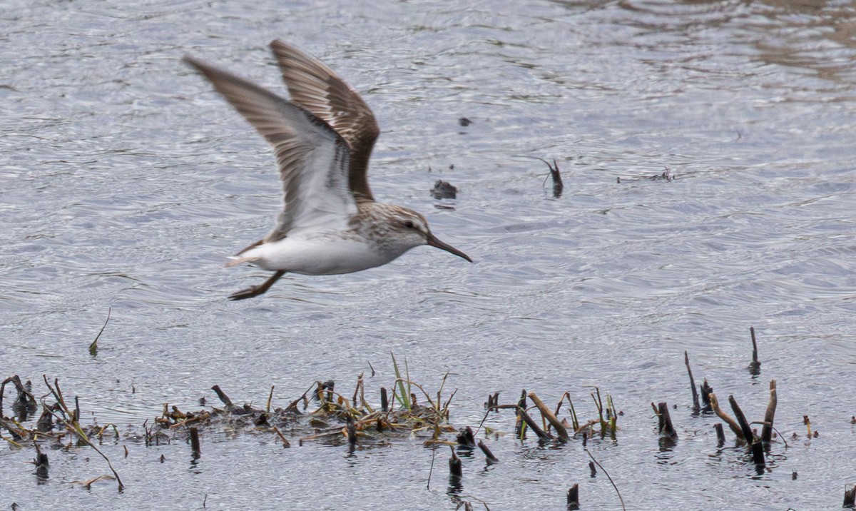 Broad-billed Sandpiper - ML640211373